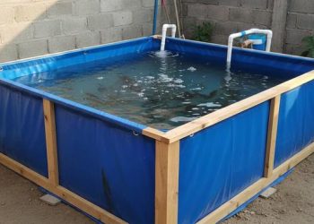 8 Ide Ternak Lele di Lahan Sempit dan Kering untuk Mendapatkan Keuntungan dari Rumah