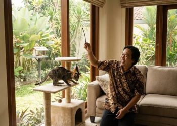 7 Cara Mengatasi Kucing yang Sering Garuk Sofa Agar Rumah Tetap Rapi