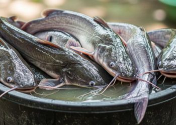 Perbandingan Lengkap Budidaya Paling Menguntungkan