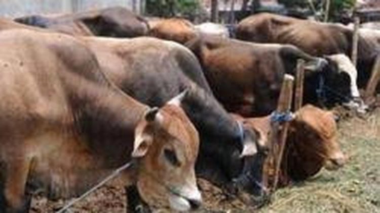 778922 Hewan Ternak dari Sapi hingga Babi Terkena Dampak Bencana di Sumatera