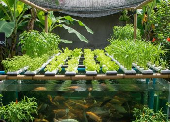 6 Tips Agar Tanaman Aquaponik Tumbuh Subur dan Ikan Tidak Stres untuk Panen Optimal