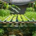 6 Tips Agar Tanaman Aquaponik Tumbuh Subur dan Ikan Tidak Stres untuk Panen Optimal