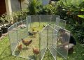10 Model Kandang Ayam Knock Down yang Mudah Dibongkar dan Dipasang