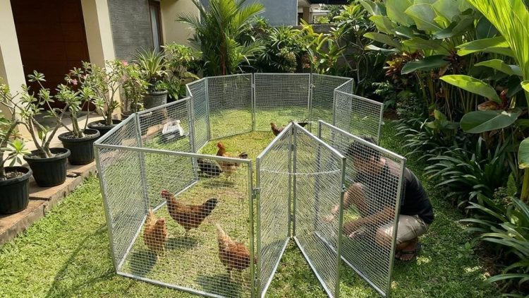 10 Model Kandang Ayam Knock Down yang Mudah Dibongkar dan Dipasang