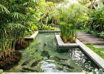 9 Model Kolam Ternak Lele dan Taman Air yang Estetik dan Populer