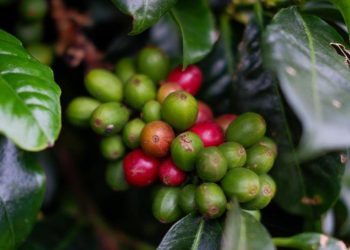 Rahasia Kopi Merapi Merbabu, Cita Rasa Unik dari Tanah Vulkanik