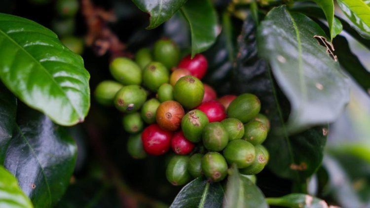 Rahasia Kopi Merapi Merbabu, Cita Rasa Unik dari Tanah Vulkanik