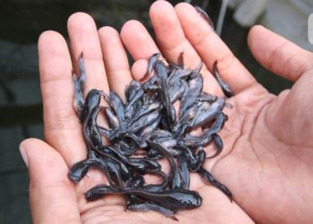 Ternak Lele di Kolam Terpal Kecil Minim Air dan Perawatan Tanpa Bau Meski Jarang Kuras