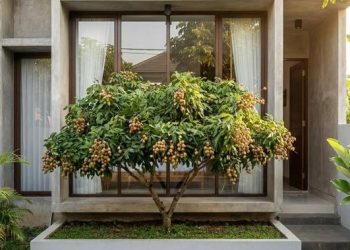 Tips Menyambung Kelengkeng Agar Cepat Berbuah Secara Sederhana