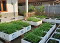 Menggunakan Styrofoam Bekas sebagai Media Tanam Kangkung untuk Kebun Mini di Rumah