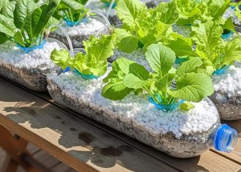 Panduan Menanam Selada Hidroponik untuk Pemula di Rumah dari Penyemaian hingga Panen