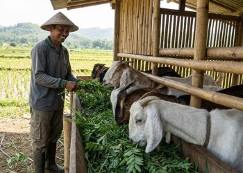 12 Pakan Hijauan Kaya Protein untuk Kambing Agar Cepat Gemuk dengan Nutrisi Tinggi