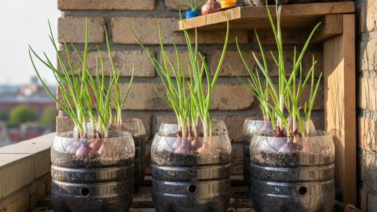 Menanam Bawang Merah Sisa Dapur di Botol Plastik untuk Kebun Mini di Rumah