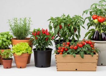 Tips Menanam Sayuran di Rumah Selama Satu Tahun untuk Swasembada Pangan