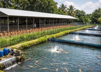 Ayam dan Ikan Ideal untuk Sistem Terpadu di Satu Lahan