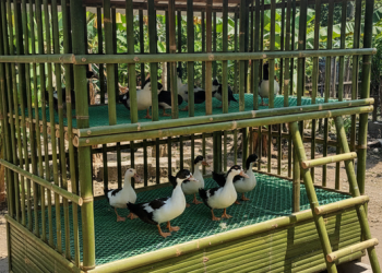 Solusi Efisien Mengelola Lahan Terbatas