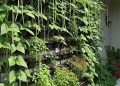 Menanam Kacang Panjang di Tembok sebagai Solusi Lahan Sempit yang Efektif