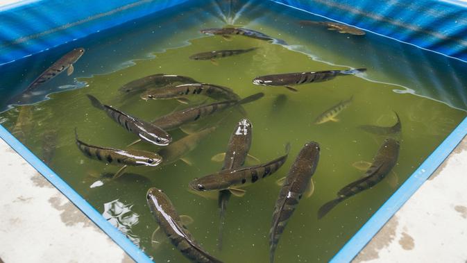 Ikan Gabus Sering Mati Mendadak? 7 Kesalahan Umum yang Tak Disadari Peternak Baru