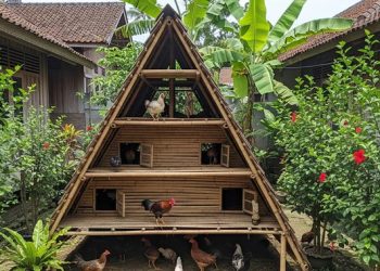 9 Model Kandang Ayam Bambu Bertingkat untuk Efisiensi Lahan Terbatas