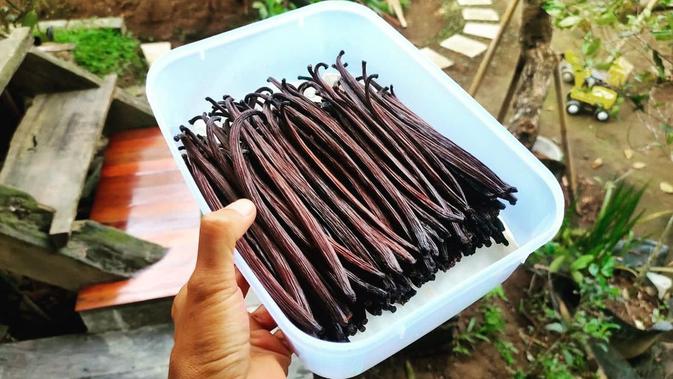 Panduan Budidaya Vanili dalam Pot yang Mudah untuk Dilakukan di Rumah