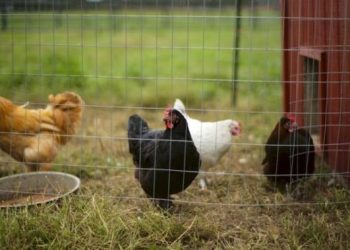 5 Rahasia Kandang Ayam Bebas Bau untuk Ternak di Rumah yang Praktis