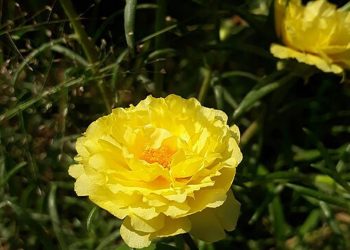 5 Cara Menanam Bunga Pukul Sembilan Supaya Rajin Berbunga untuk Pemula