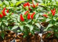 7 Langkah Menyiapkan Cocopeat Sebelum Menanam Cabai untuk Pertumbuhan Optimal