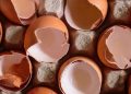 Membuat Pupuk Cangkang Telur untuk Menyuburkan Tanaman