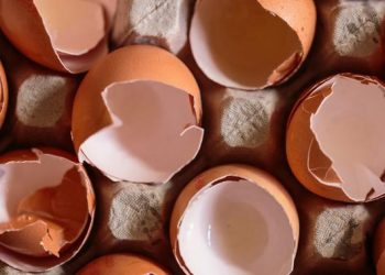 Membuat Pupuk Cangkang Telur untuk Menyuburkan Tanaman