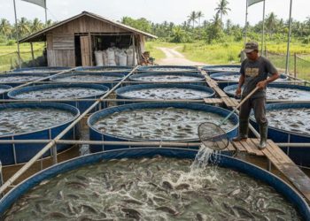 Panduan Budidaya Ikan Lele di Drum Plastik untuk Pemula dan Peternak Rumah