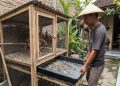 9 Desain Kandang Ayam Kolong dengan Tray Tarik yang Mudah Dirawat dan Bersih