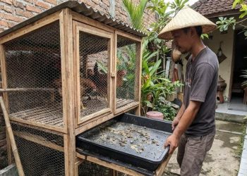 9 Desain Kandang Ayam Kolong dengan Tray Tarik yang Mudah Dirawat dan Bersih