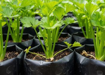 7 Cara Menanam Seledri dari Sisa Batang Dapur yang Mudah untuk Pemula