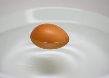 7 Ciri Telur Ayam Mati saat Penetasan yang Harus Diketahui Peternak